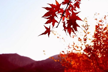 楓葉紅發(fā)色會(huì)不會(huì)太紅？楓葉紅發(fā)色日常嗎