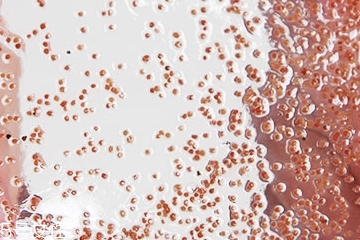 海藻面膜能加蜂蜜嗎？蜂蜜和海藻做面膜好嗎？