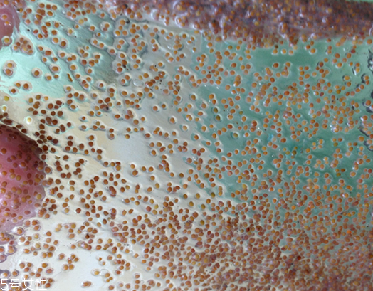 海藻面膜能去黑頭嗎？海藻面膜有去黑頭功效嗎？