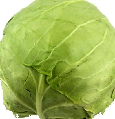 牛心菜怎么種植？牛心菜能種嗎？