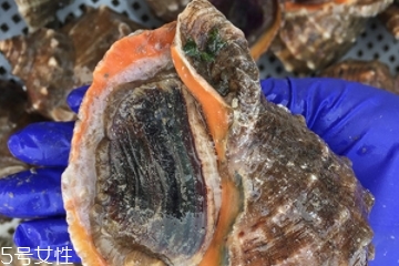 海螺開水還是冷水下鍋？海螺冷水還是熱水煮？