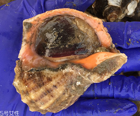 海螺開水還是冷水下鍋？海螺冷水還是熱水煮？