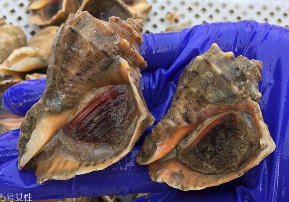 海螺開水還是冷水下鍋？海螺冷水還是熱水煮？