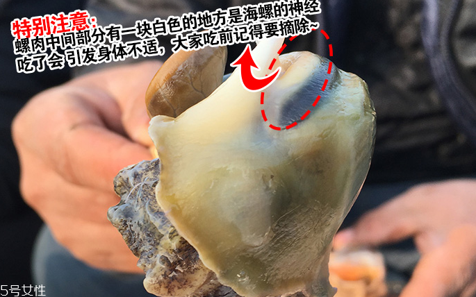 海螺會中毒嗎？吃海螺中毒多久會緩解？