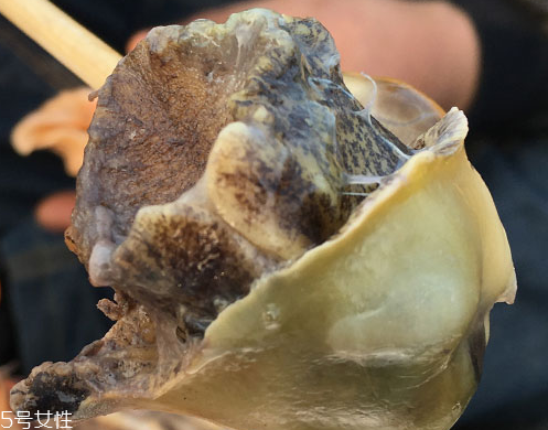 海螺可以隔夜吃嗎？海螺煮熟隔夜能吃嗎？