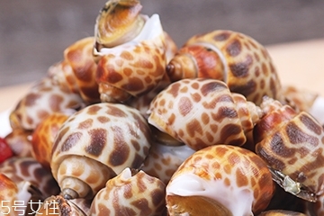 海螺能活幾天？海螺無水可以活幾天？