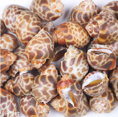 海螺能活幾天？海螺無(wú)水可以活幾天？