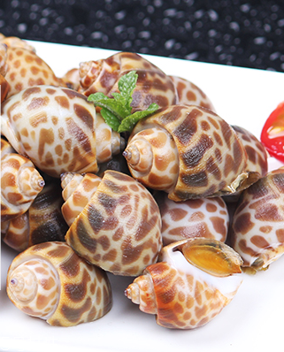 海螺能活幾天？海螺無(wú)水可以活幾天？