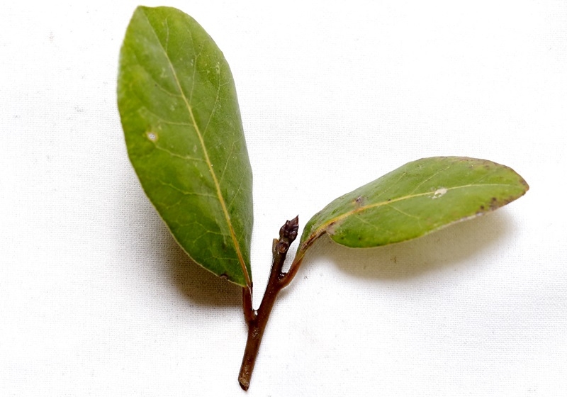 月桂葉怎么用 月桂葉怎么保存 月桂葉怎么用 月桂葉怎么保存