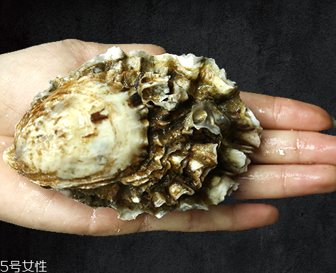 生蠔是蒸還是煮？生蠔蒸好吃還是煮好吃？