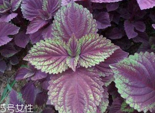 紫蘇葉有什么作用？紫蘇葉的作用