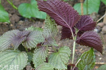 紫蘇葉的養(yǎng)殖方法 紫蘇葉怎么養(yǎng)殖？