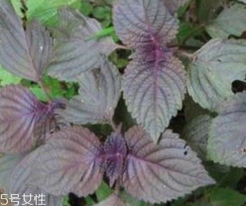 紫蘇葉怎么吃？干紫蘇葉怎么吃？