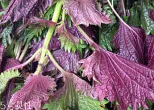 紫蘇葉的好處 紫蘇葉能治感冒嗎？