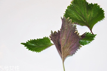 紫蘇葉的食用禁忌 吃紫蘇葉時要注意什么？