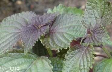 紫蘇葉的食用禁忌 吃紫蘇葉時要注意什么？