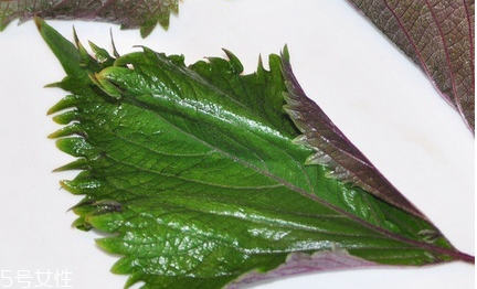 紫蘇葉和蘇子葉的關(guān)系 紫蘇葉與蘇子葉是一樣的嗎？