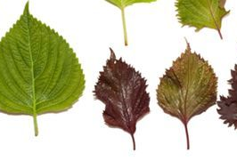 紫蘇葉和蘇子葉的關(guān)系 紫蘇葉與蘇子葉是一樣的嗎？