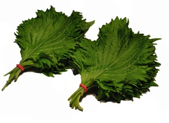 紫蘇葉能放冰箱嗎？紫蘇葉怎么保存？