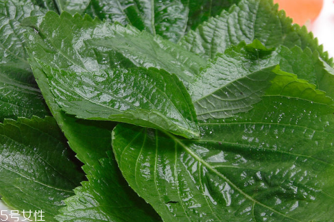 紫蘇葉能放冰箱嗎？紫蘇葉怎么保存？