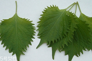 紫蘇葉能放冰箱嗎？紫蘇葉怎么保存？