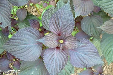 紫蘇葉能和香菇一起吃嗎？紫蘇葉能腌制嗎？