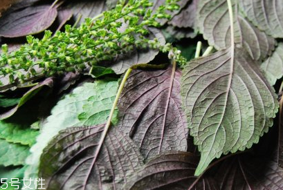 紫蘇葉能和香菇一起吃嗎？紫蘇葉能腌制嗎？