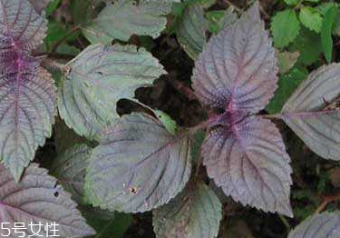 紫蘇葉能和香菇一起吃嗎？紫蘇葉能腌制嗎？