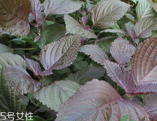 紫蘇葉的禁忌人群 哪些人不適合吃紫蘇葉？