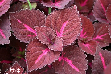 紫蘇葉的禁忌人群 哪些人不適合吃紫蘇葉？