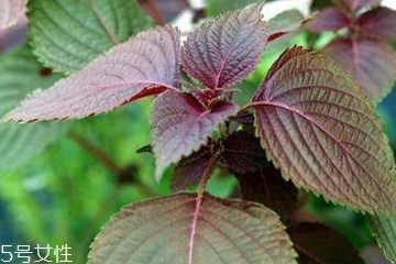 紫蘇葉的禁忌人群 哪些人不適合吃紫蘇葉？