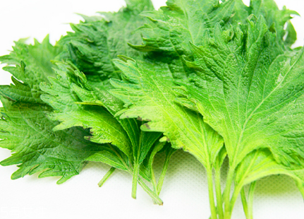 紫蘇葉的種類 紫蘇葉有哪些品種？