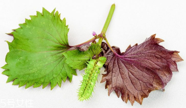 紫蘇葉是中藥嗎？紫蘇葉的藥用價(jià)值是什么？