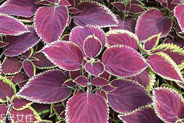 紫蘇葉是中藥嗎？紫蘇葉的藥用價值是什么？