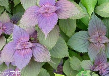 紫蘇葉是中藥嗎？紫蘇葉的藥用價(jià)值是什么？