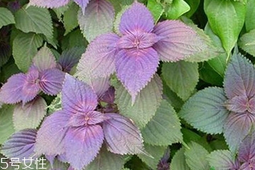 紫蘇葉的生長習性 紫蘇葉的栽培方式