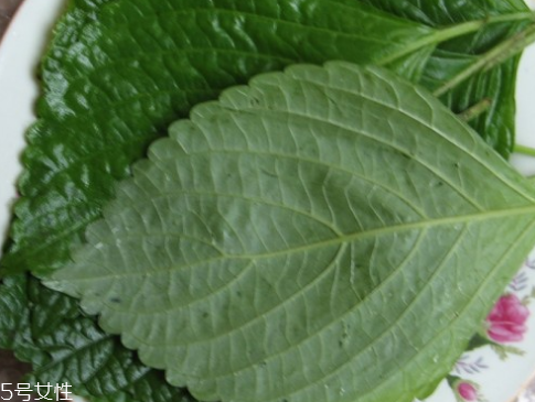 紫蘇葉的生長習性 紫蘇葉的栽培方式