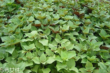 紫蘇葉能做成干紫蘇葉嗎？紫蘇葉怎么做成干紫蘇葉呢？