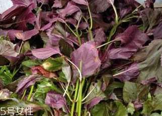 紫蘇葉能做成干紫蘇葉嗎？紫蘇葉怎么做成干紫蘇葉呢？