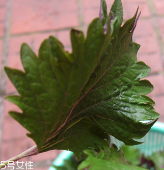 紫蘇葉能做成干紫蘇葉嗎？紫蘇葉怎么做成干紫蘇葉呢？