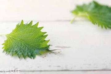 紫蘇葉能治皮膚過(guò)敏嗎？