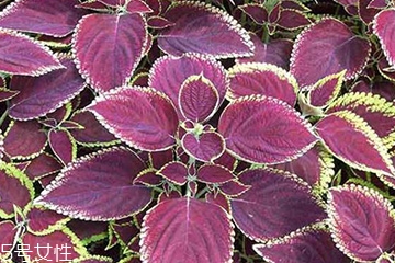 紫蘇葉是什么味道？紫蘇葉的味道是什么？