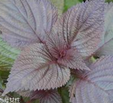 紫蘇葉是什么味道？紫蘇葉的味道是什么？