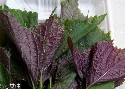 紫蘇葉是什么味道？紫蘇葉的味道是什么？