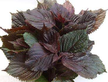 紫蘇葉是堿性還是酸性？紫蘇葉是酸性的嗎？