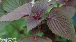 紫蘇葉是堿性還是酸性？紫蘇葉是酸性的嗎？