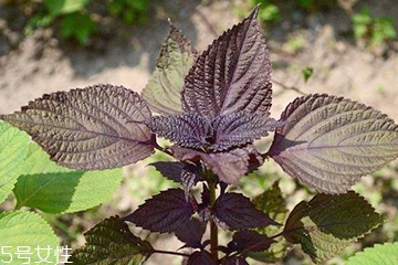 紫蘇葉是堿性還是酸性？紫蘇葉是酸性的嗎？