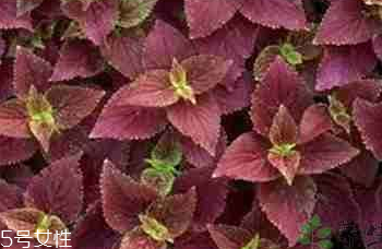 紫蘇葉是什么顏色？紫蘇葉是紫色的嗎？