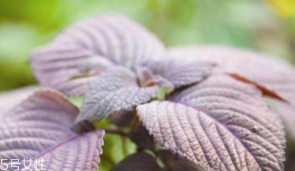 紫蘇葉是什么顏色？紫蘇葉是紫色的嗎？