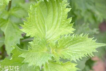 紫蘇葉能包餃子嗎？紫蘇葉可以包餃子